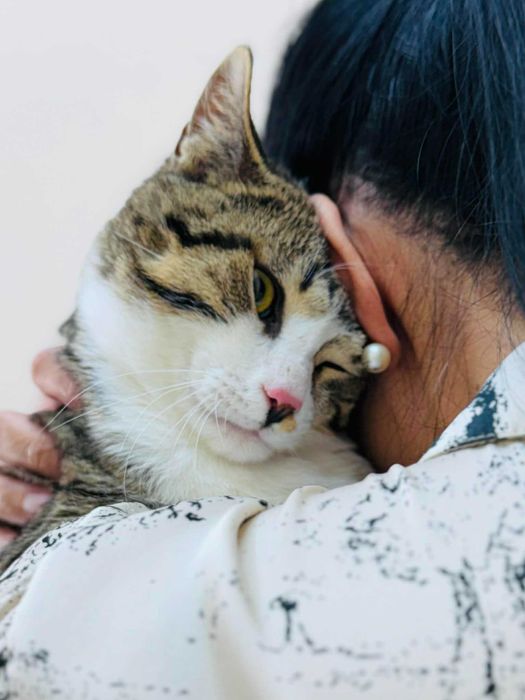 Коте Рио търси своя дом