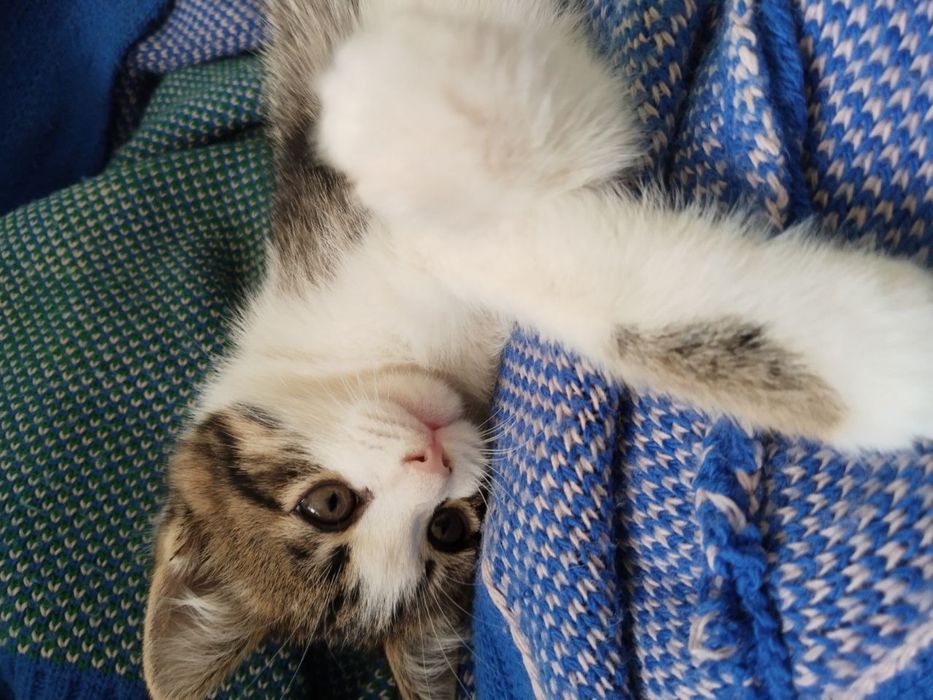 Милый котёнок ищет дом (бесплатно)