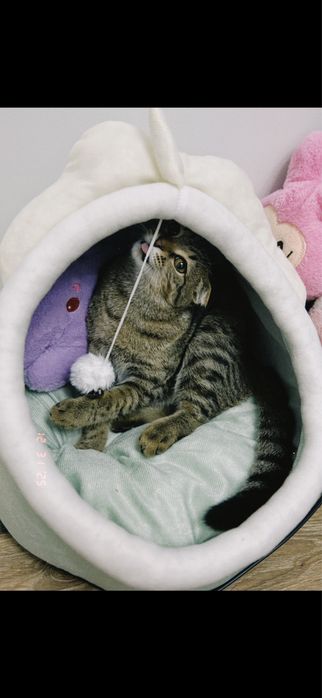 Продается Кот