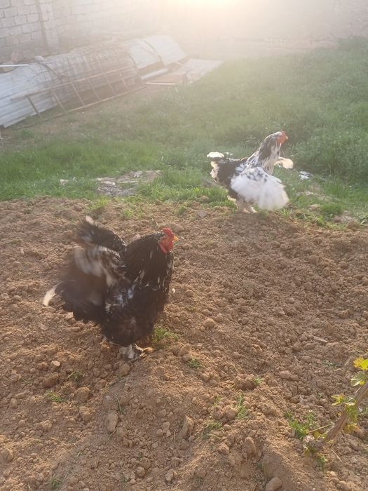 Продаются мрамор брама остолось 3 петуха все здоровые и крупные