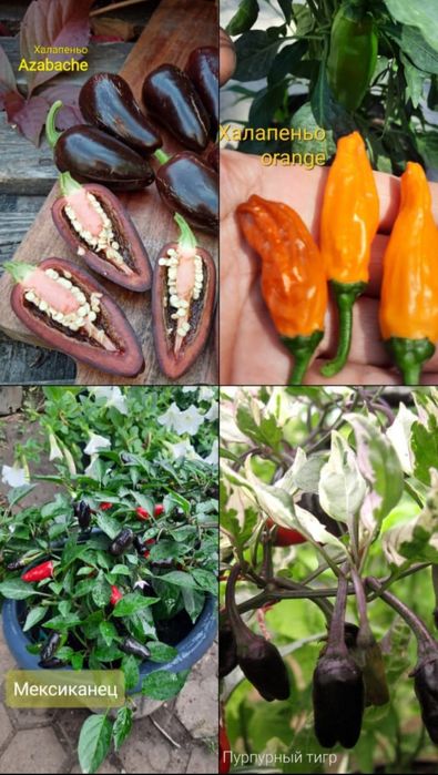 Семена коллекционных перцев