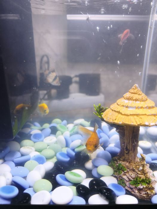 Аквариум атман 4та баликлари билан