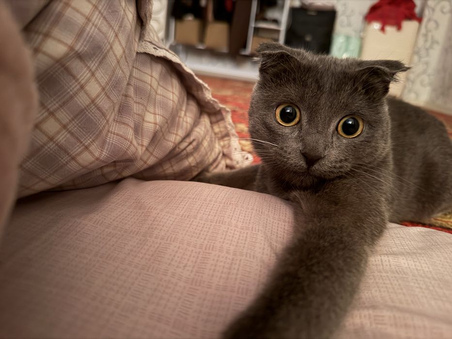 Кошка продам шымкент