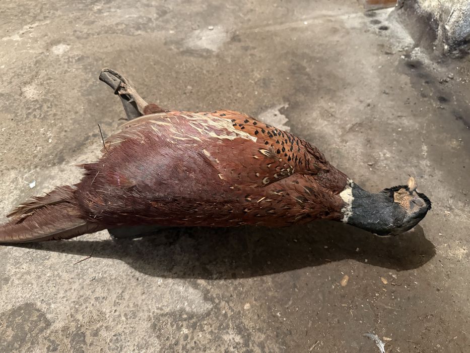 Продавам препариран фазан