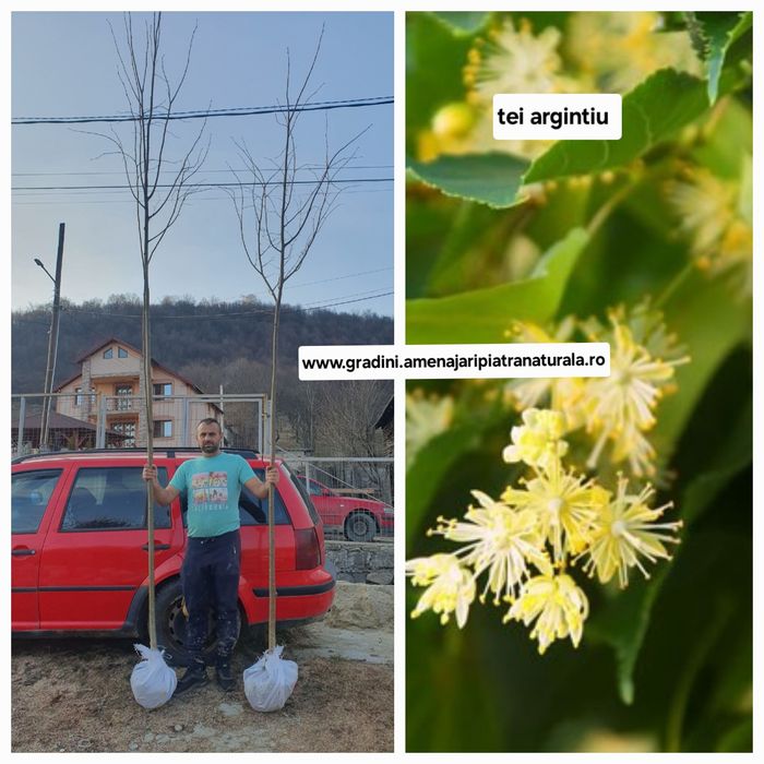 Mesteacan alb, tei argintiu, frasin, artar verde, carpen, paltin