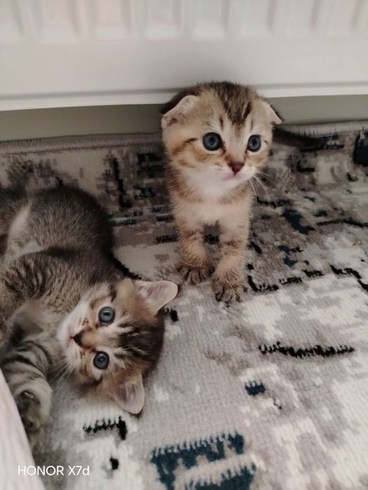 Британская короткошерестная