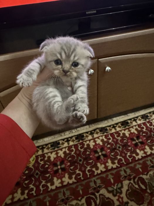 Продам котят шотландцев