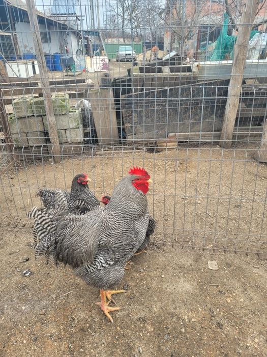 Oua de încubat plymouth rock barat sau familie 6+1