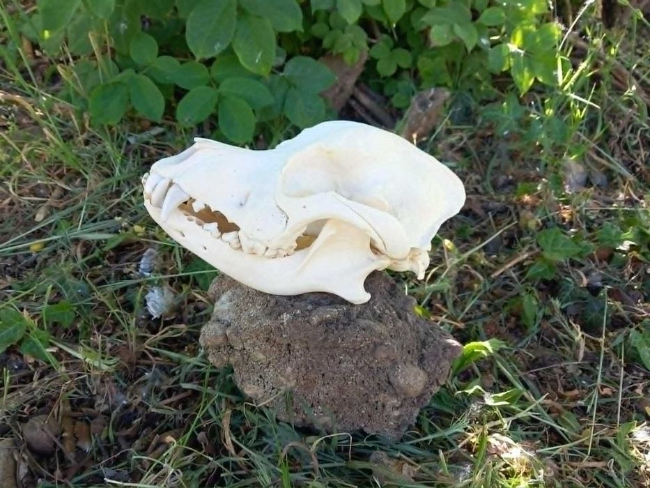 trofeu,trofee,craniu mare si lat punkrock