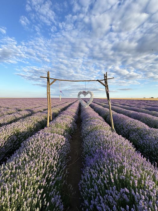БИО етерично МАСЛО от ЛАВАНДУЛА , лавандулово масло