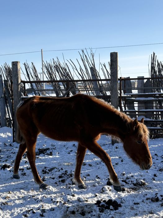 Байтал сатылады 2.5жас