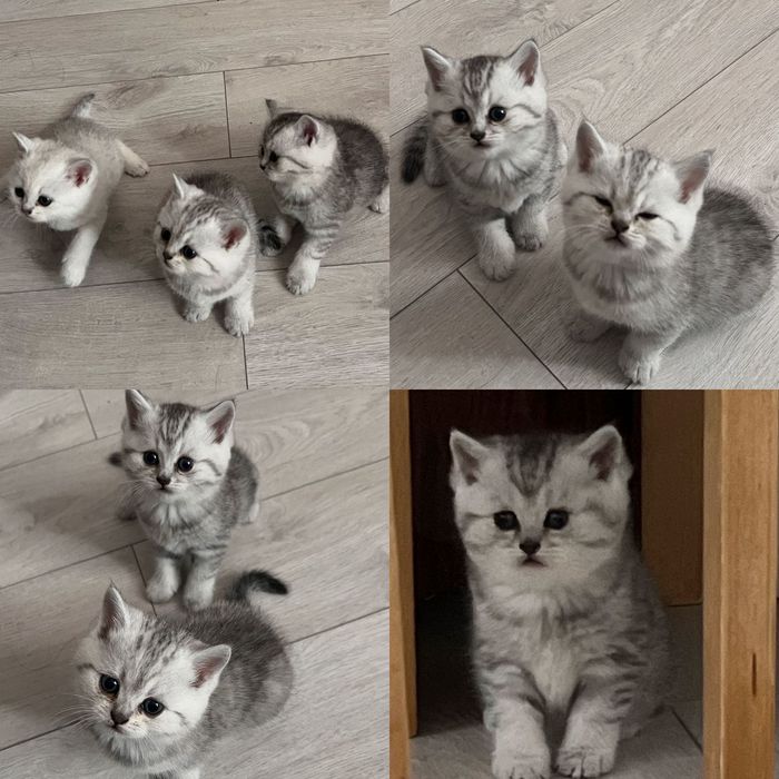 Роскошные котята скоттиш-страйт!