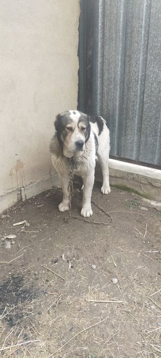 Продам мощного кобеля алабай