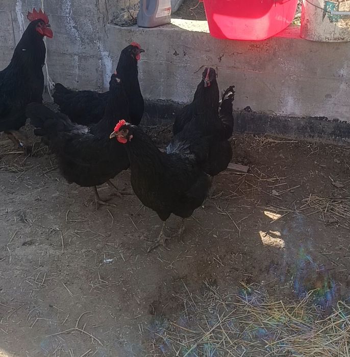 Продам цыплята  Джерсиский гигант