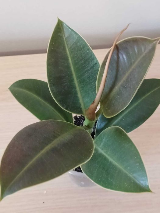 Продам Фикус Мелани