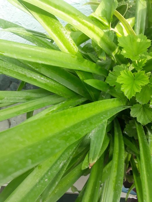 Продам комнатные цветы для дома, офиса