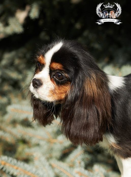 Кавалер Кинг Чарльз Спаниель девочка блейнхейм