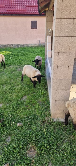 Berbecuți Suffolk