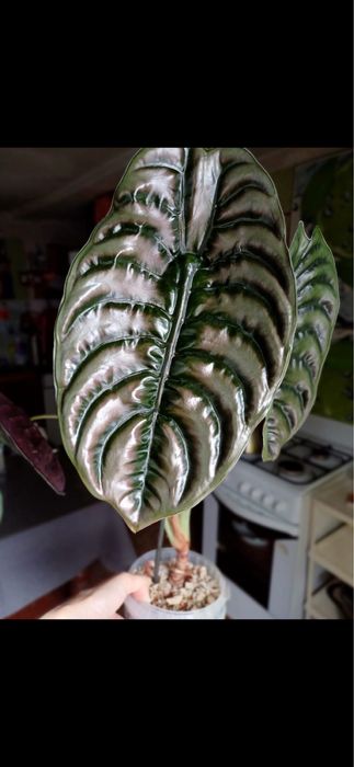 Продам деток Алоказий