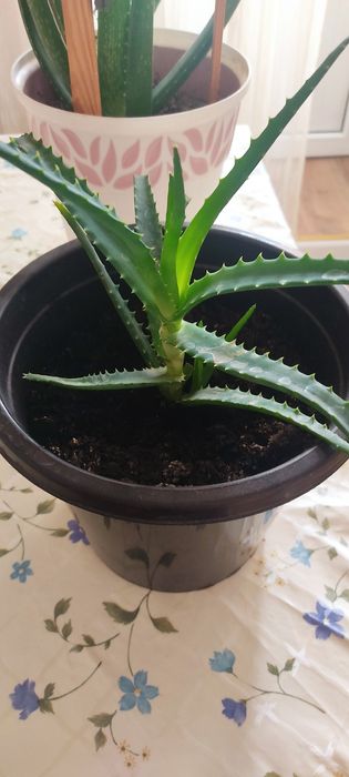 Алое цветок в горшке