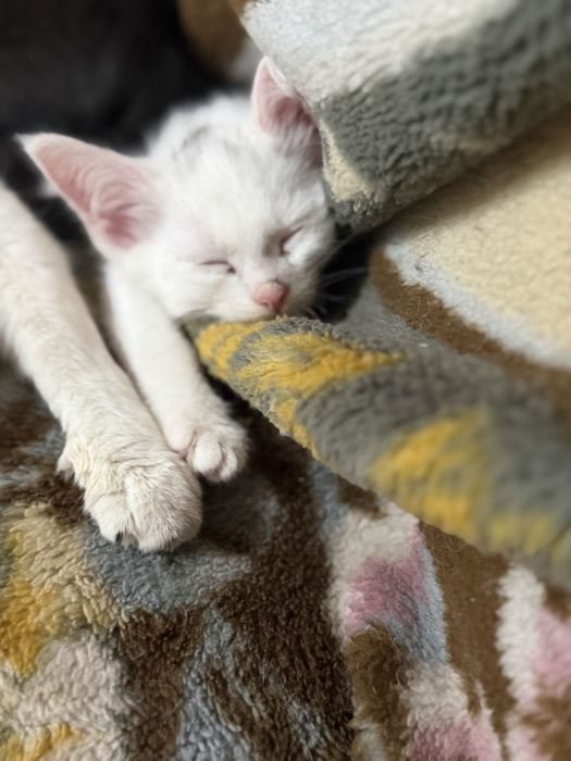 Отдадим котят в добрые руки