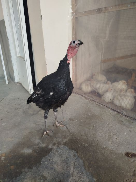 Bahorgi 7-8 oyli erkak kurka sotiladi