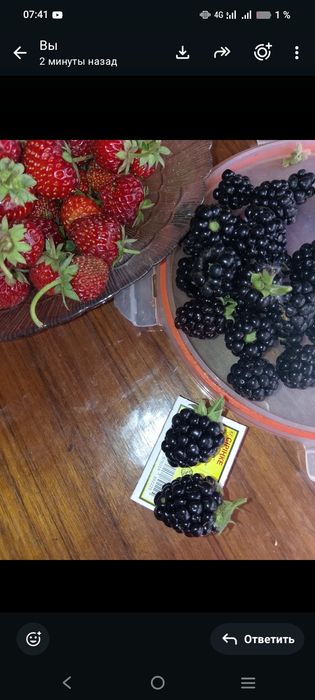 Продам саженец ежевики