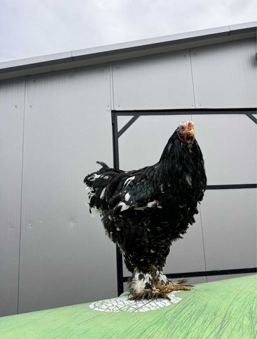 Cocos brahma bobat mai 2025