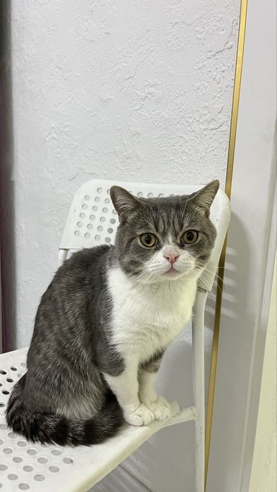 Кот в добрые руки