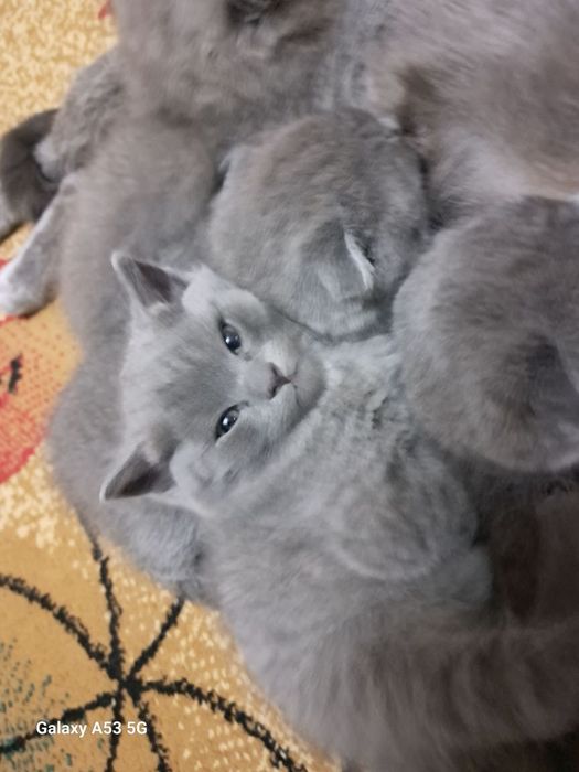 Продаются котята