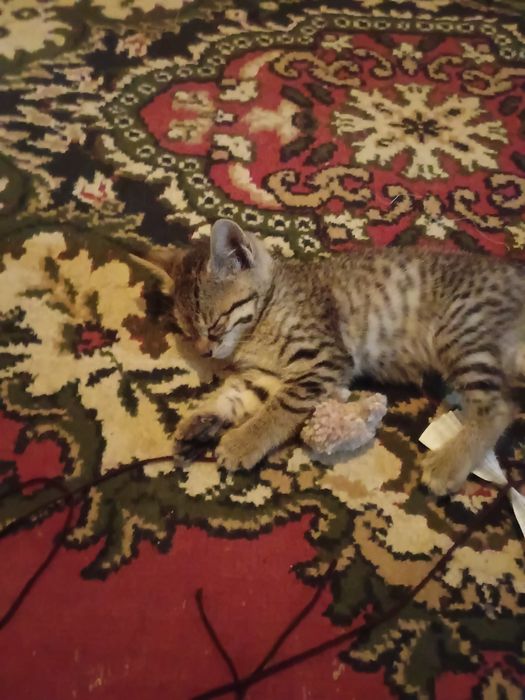 Котёнок порода  Оцикет!!!