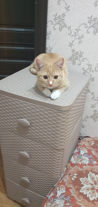 Котенок 5  месяца