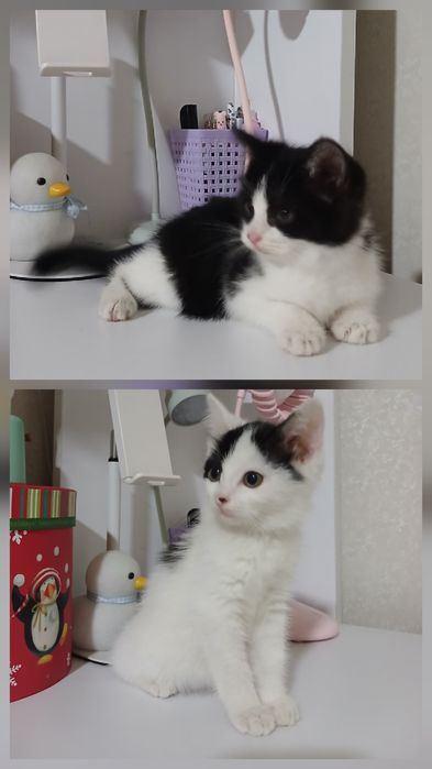 Отдам двух котят бесплатно в добрые руки.