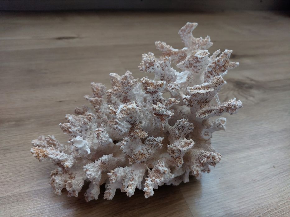 Коралл в аквариум