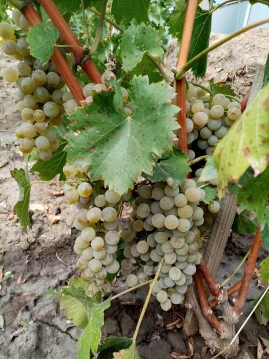 Butași de vita de vie de anul 3