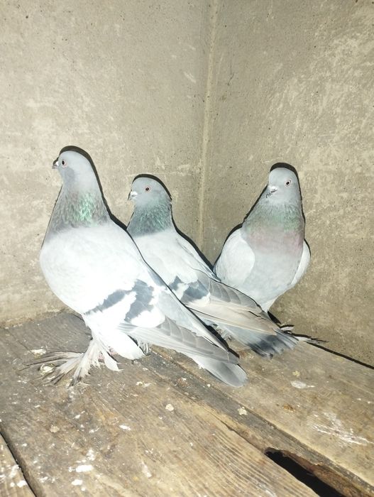 Сизые голубки с тягой