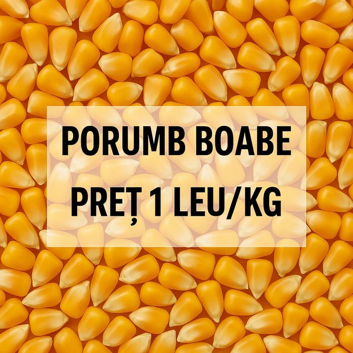 Porumb boabe – preț 1 leu/kg