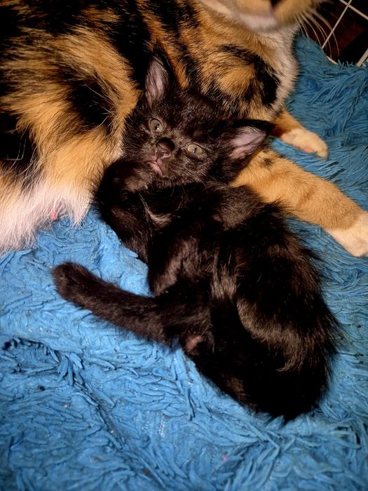 Отдам в добрые руки