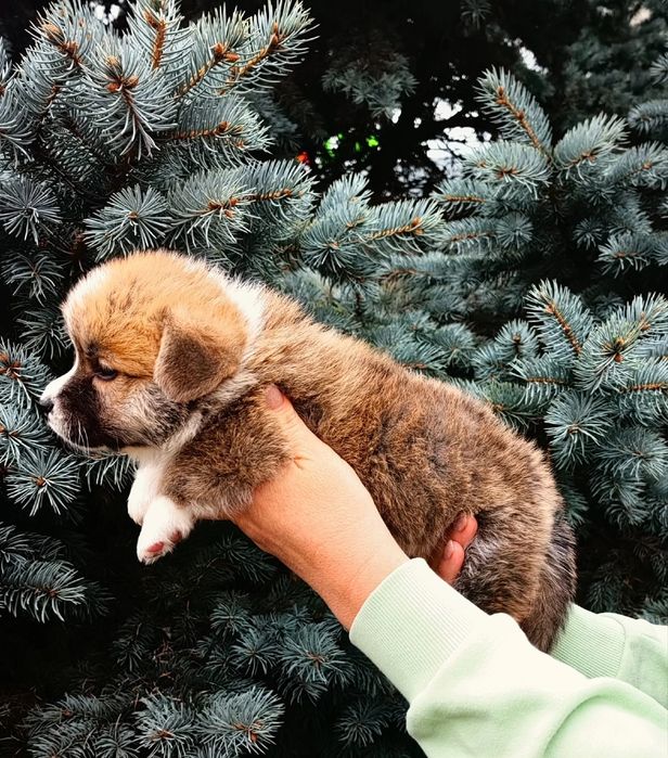 Вельш корни пемброк