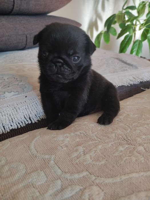 Продам щенков мопса.