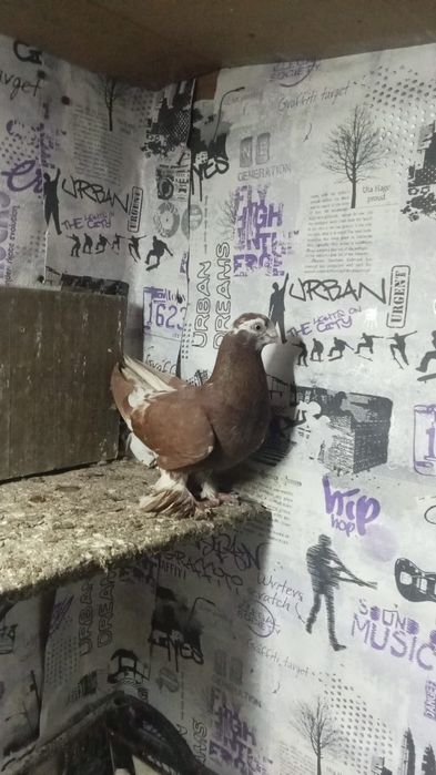 Срочно продам ..