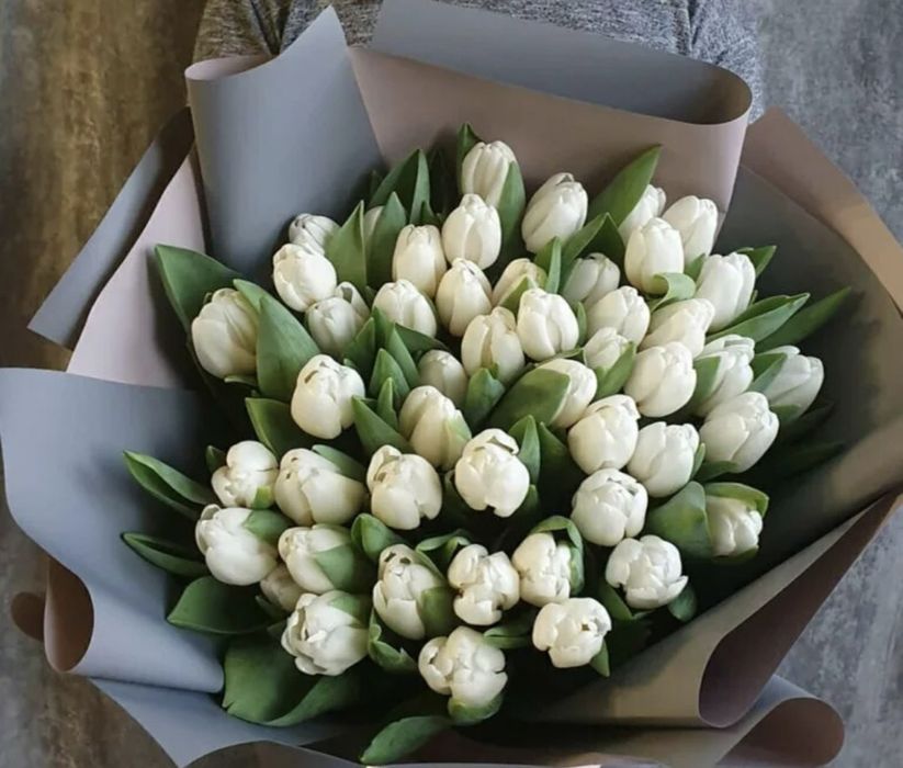 Свежие Голландские тюльпаны