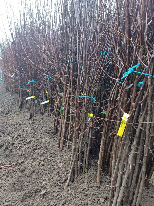 Pomi fructiferi de vanzare Aiud