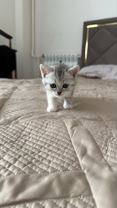 милые шотландские котята