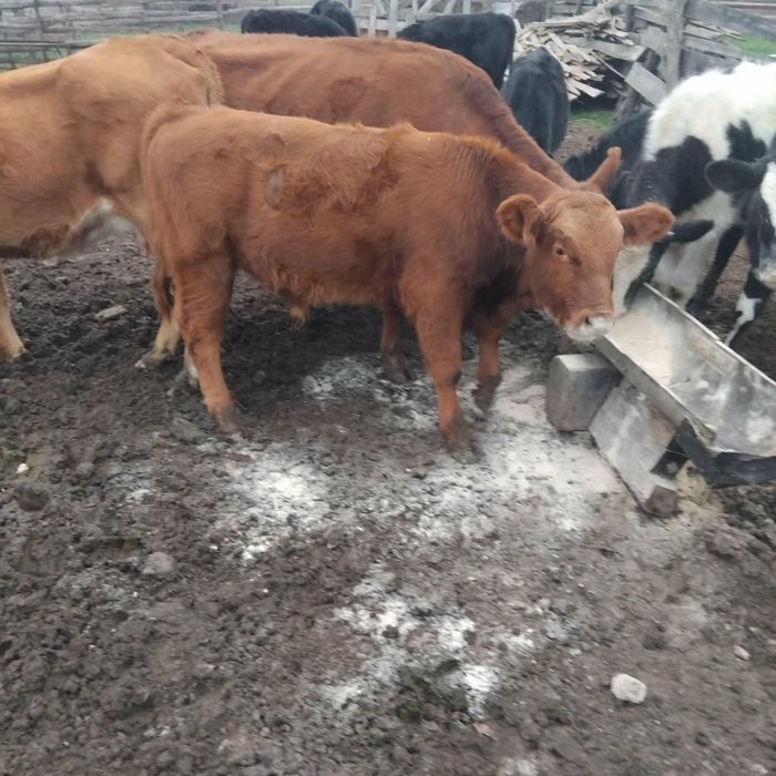 Мъжки телета месодайни