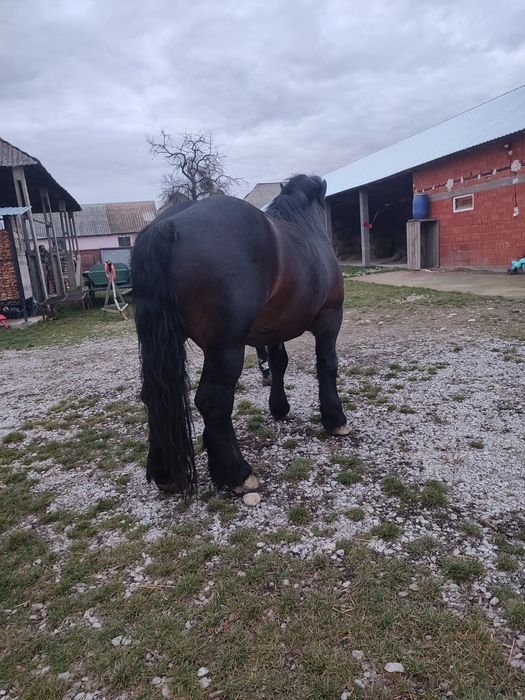 harmăsar de vânzaree