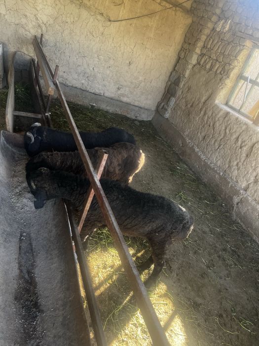 Баран 2 еркек 1 ұрғашы