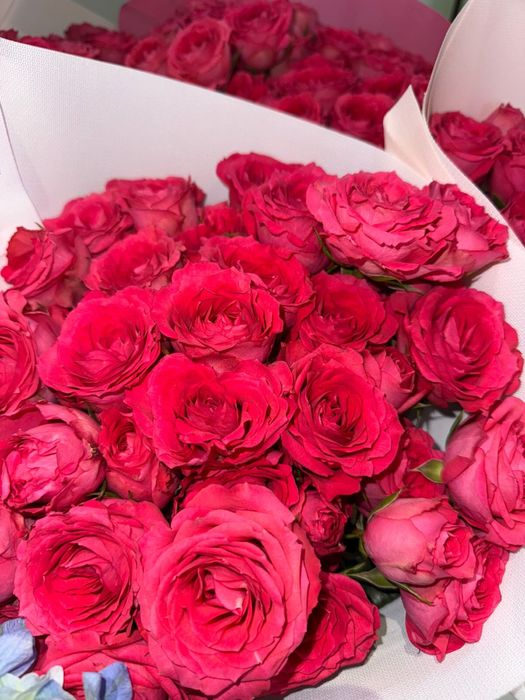 Продам цветы дешево!