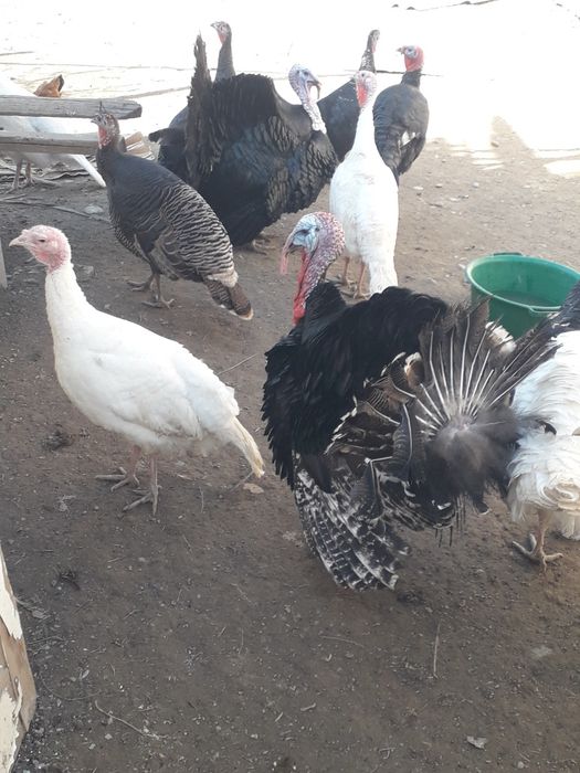 Индюки продаются