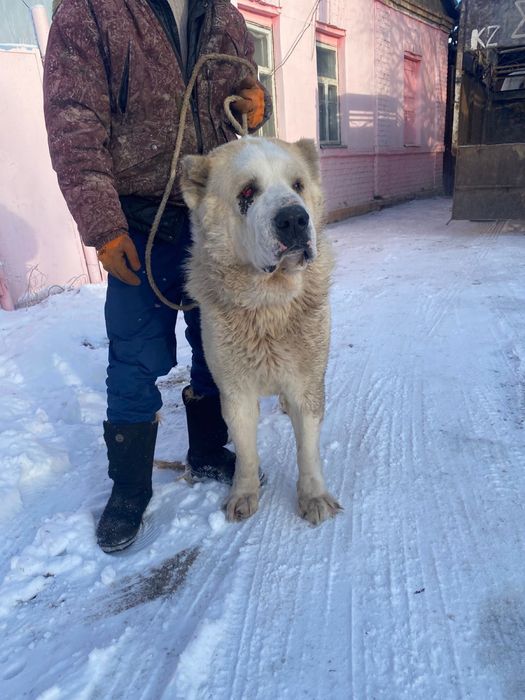 тобет кушик 1 аилык